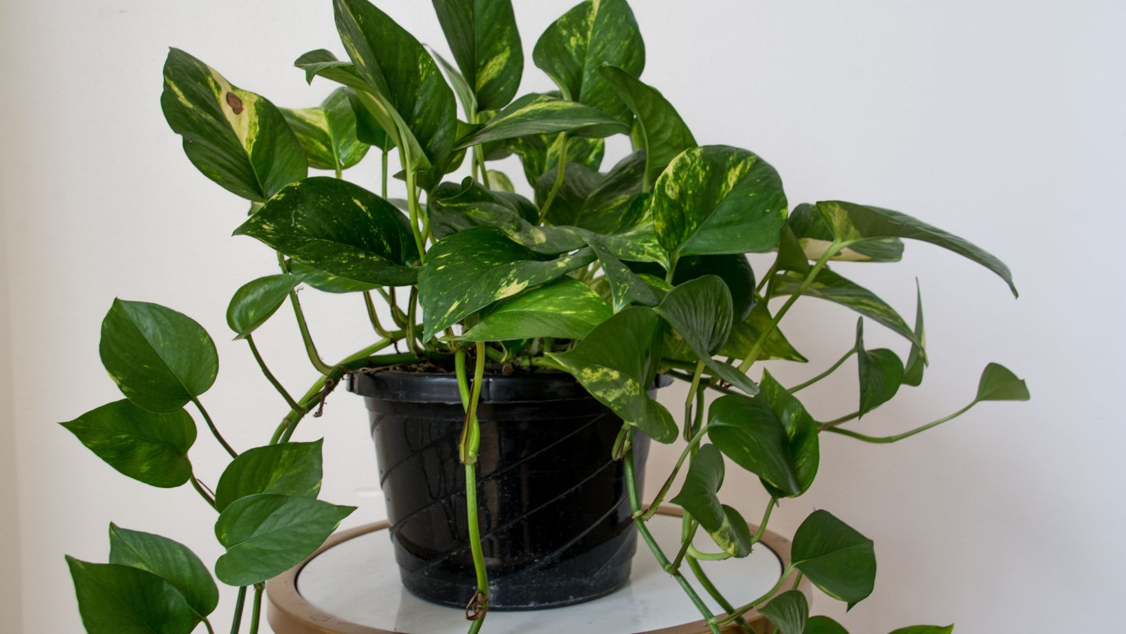 types of elephant ear plants indoor