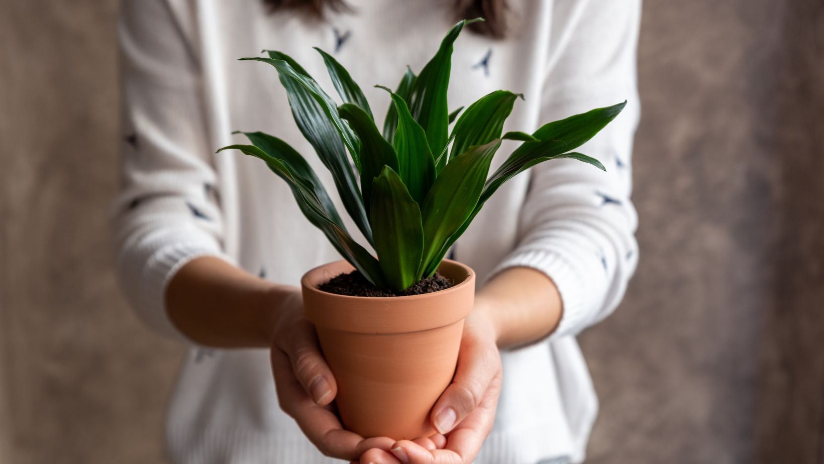 types of elephant ear plants indoor